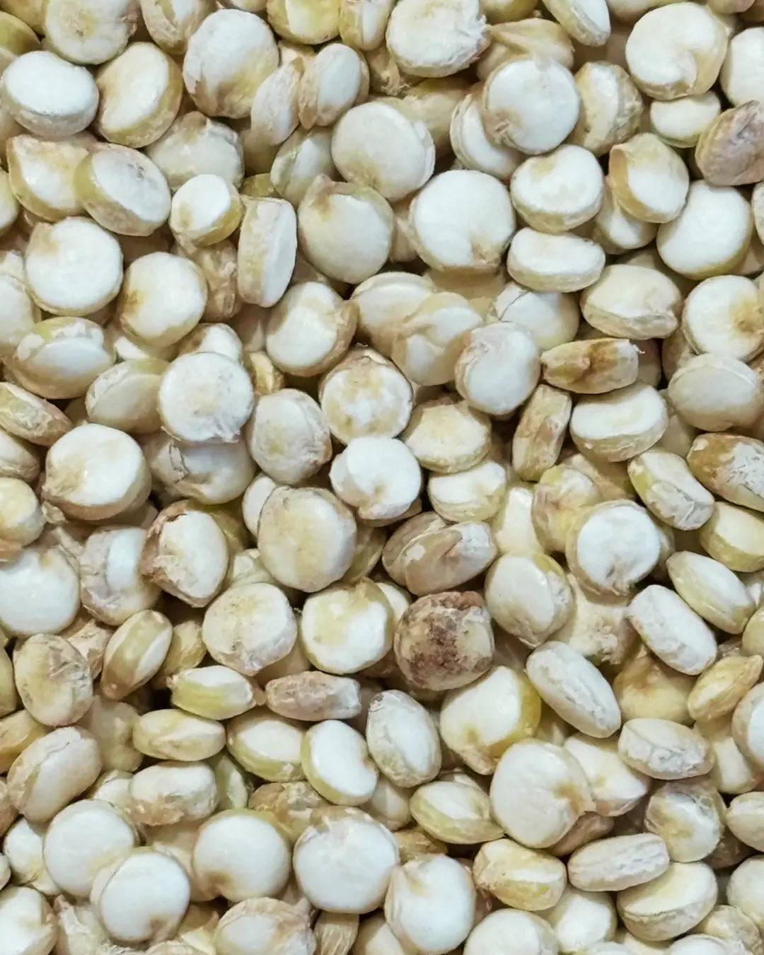 Semi di Quinoa bianca