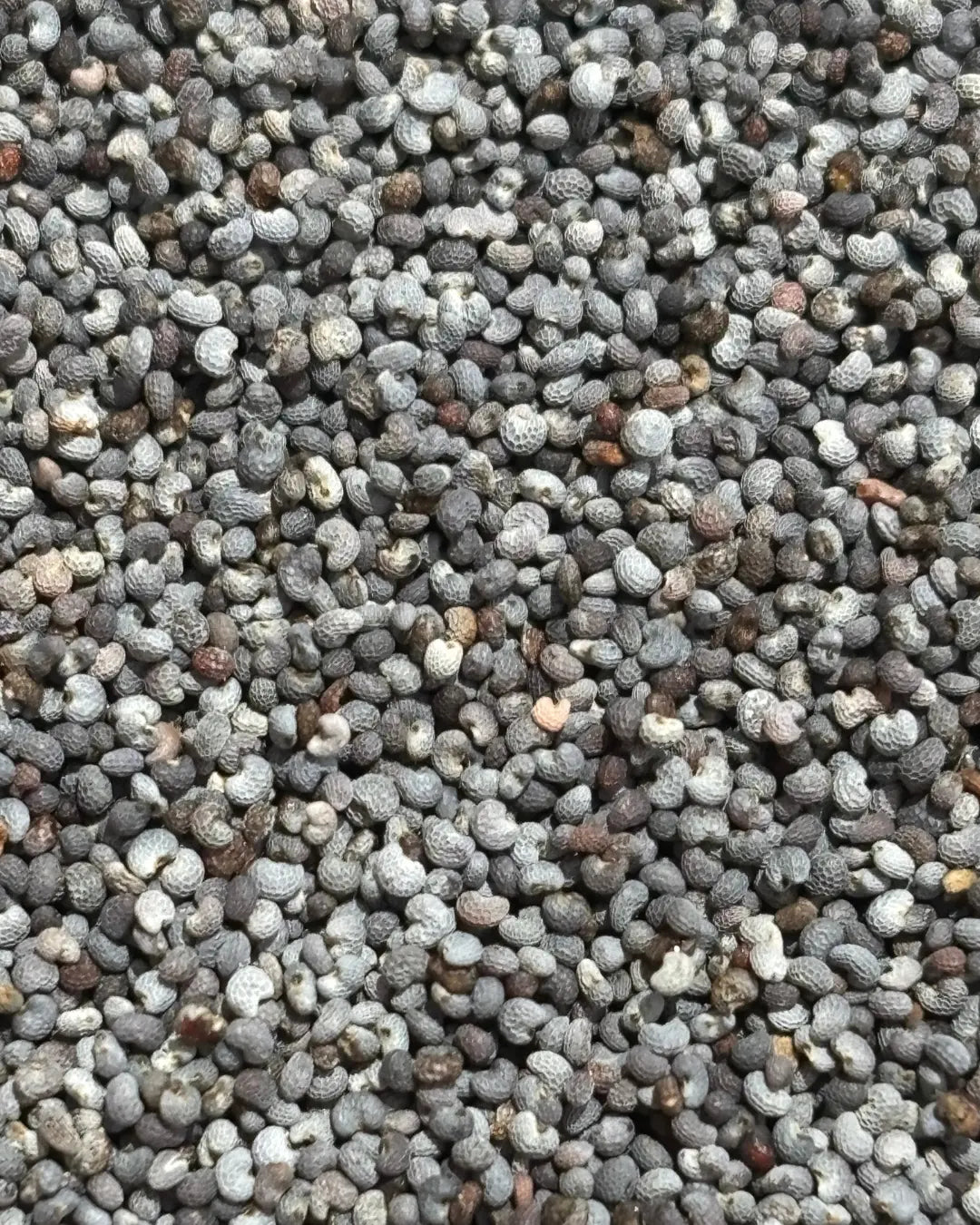 Semi di papavero